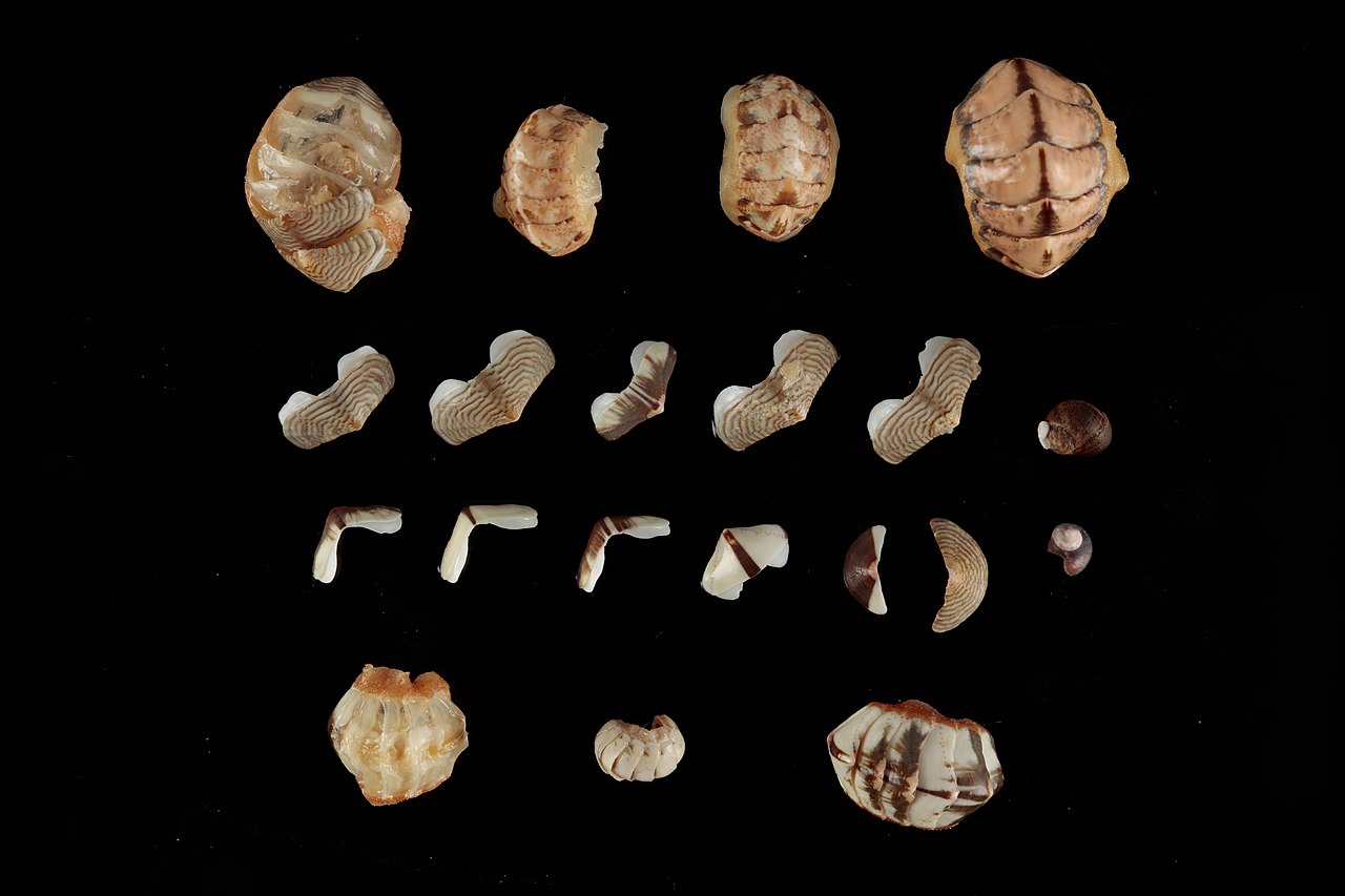 Chiton