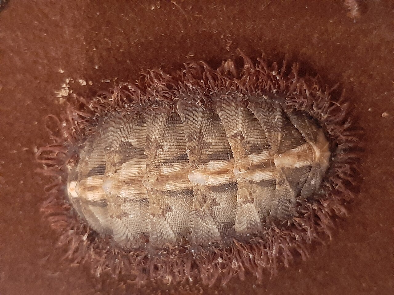 Chiton