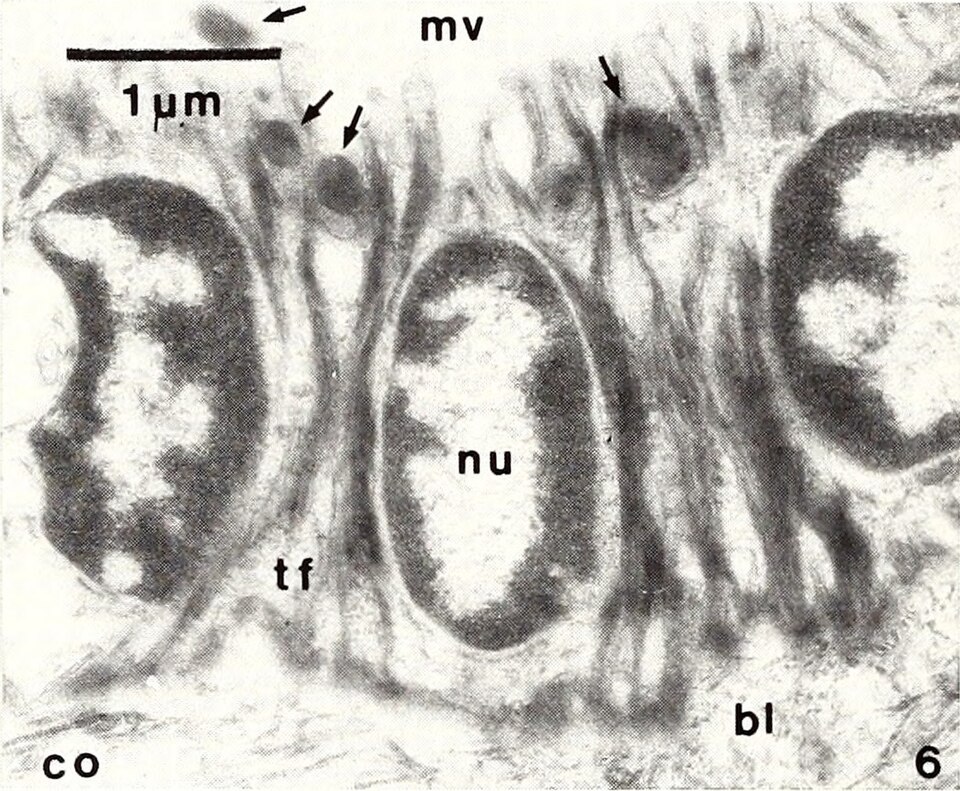 Chiton