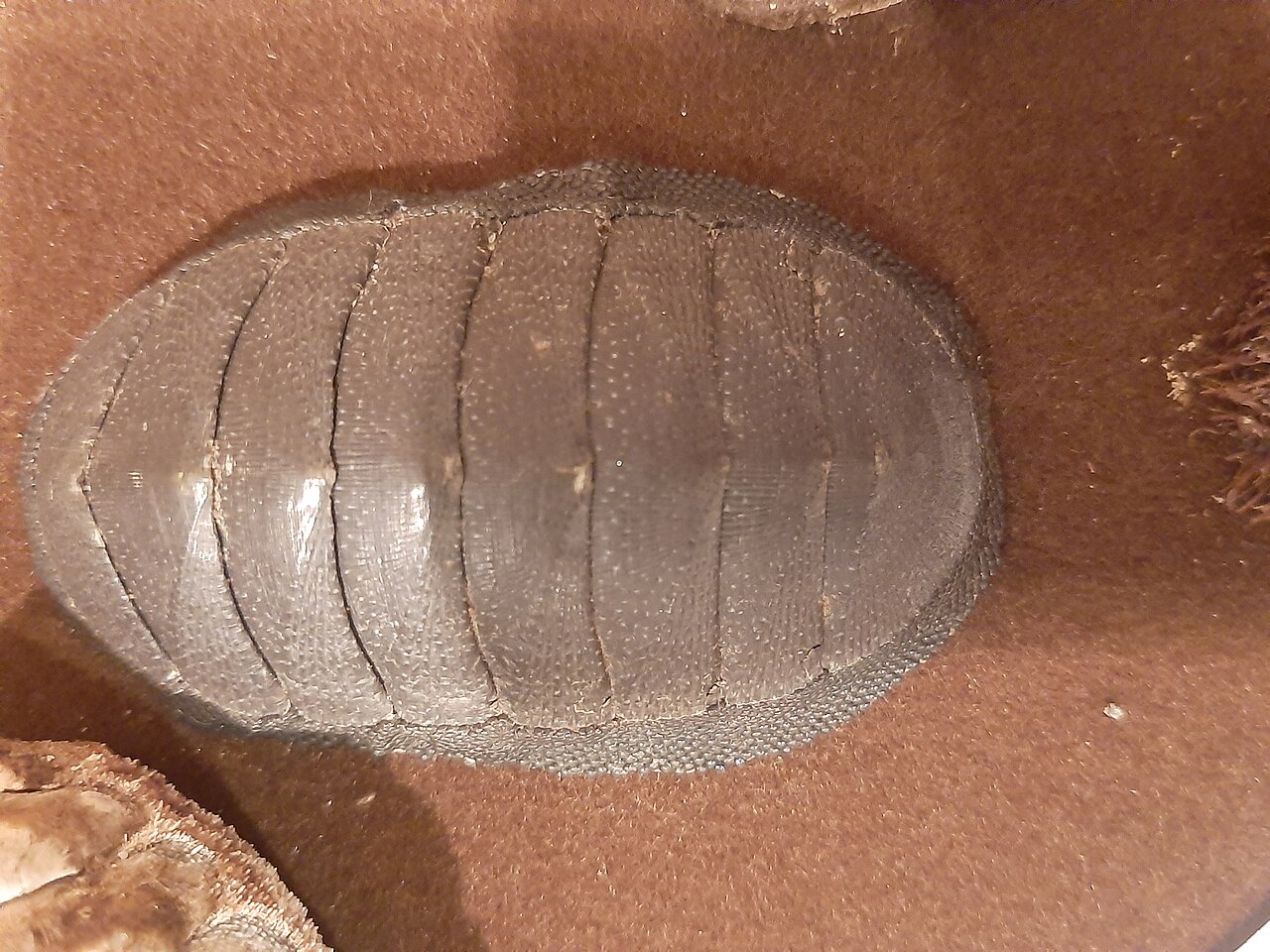 Chiton