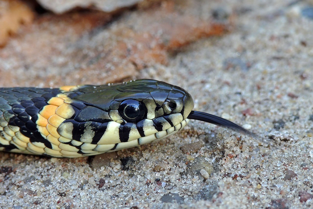 Cobra