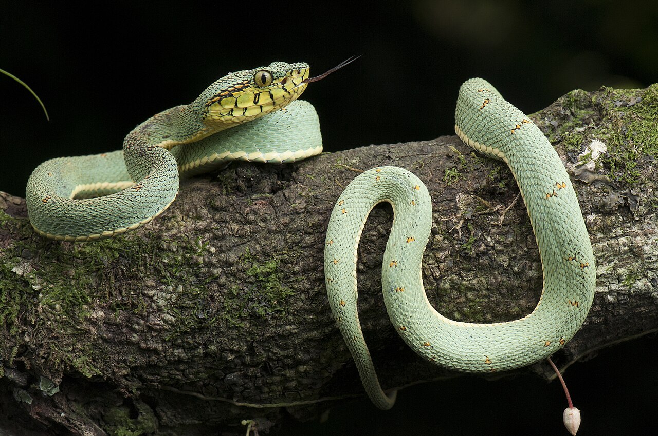 Cobra