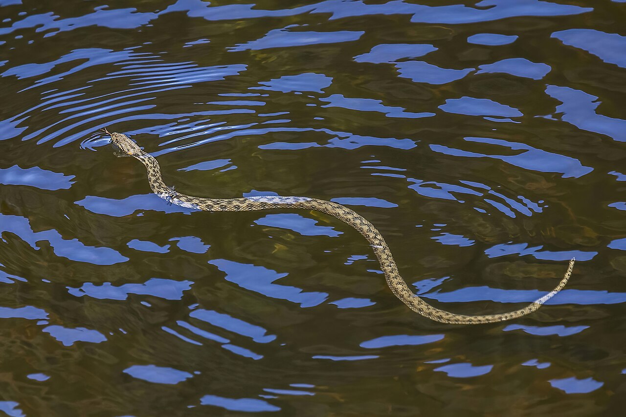 Cobra