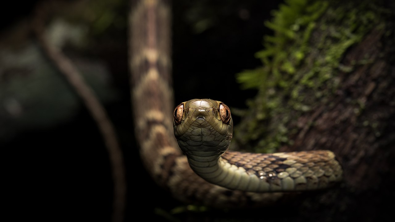 Cobra
