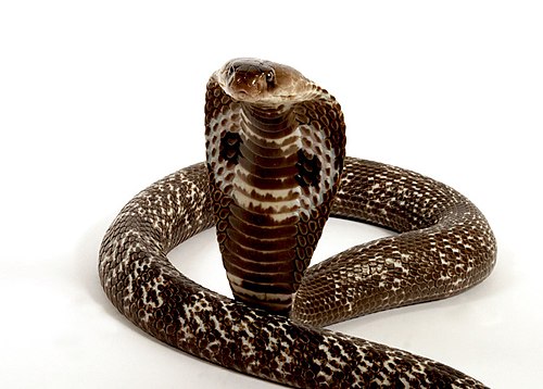 Cobra