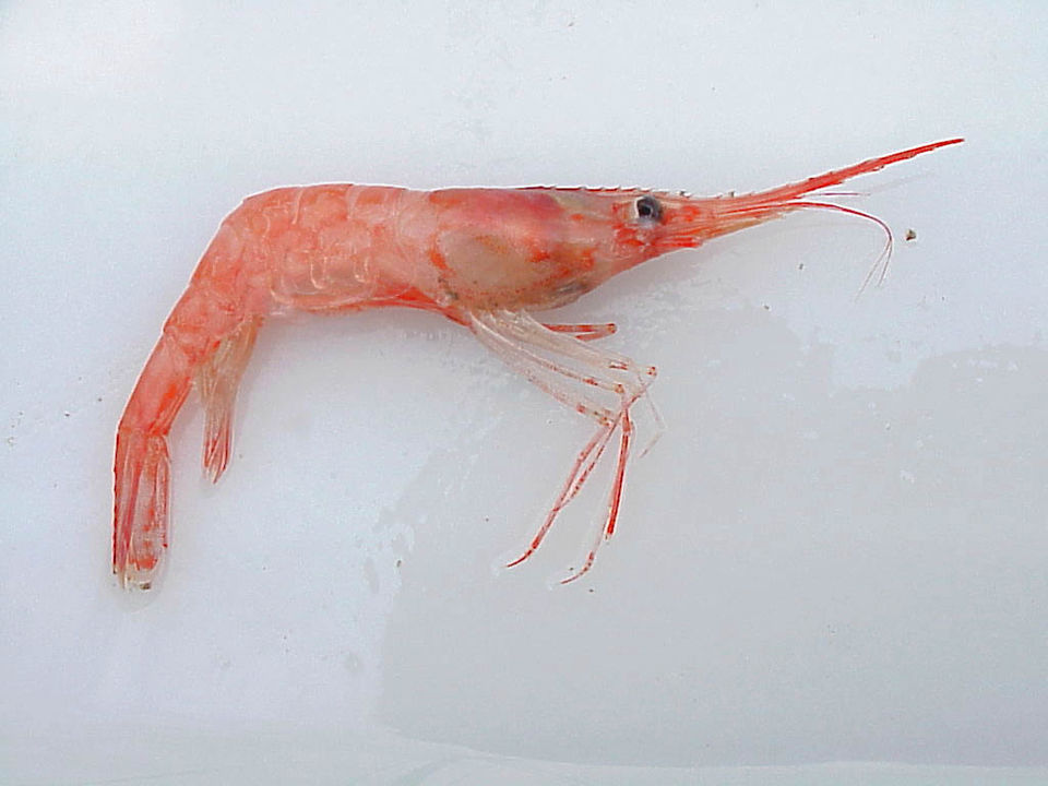 Cold-water shrimp