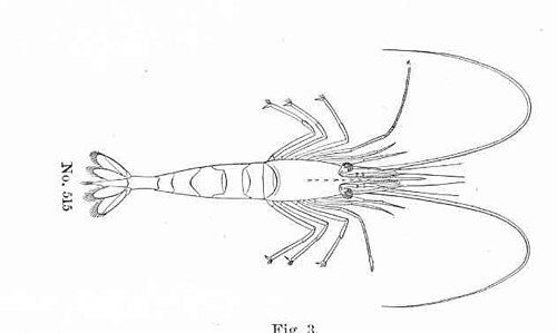 Cold-water shrimp