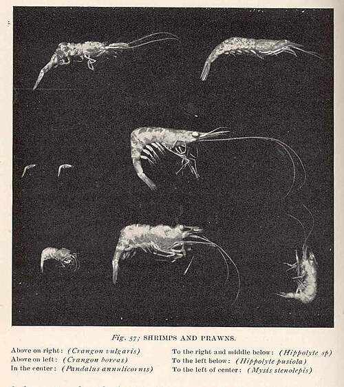 Cold-water shrimp