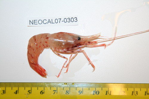 Cold-water shrimp