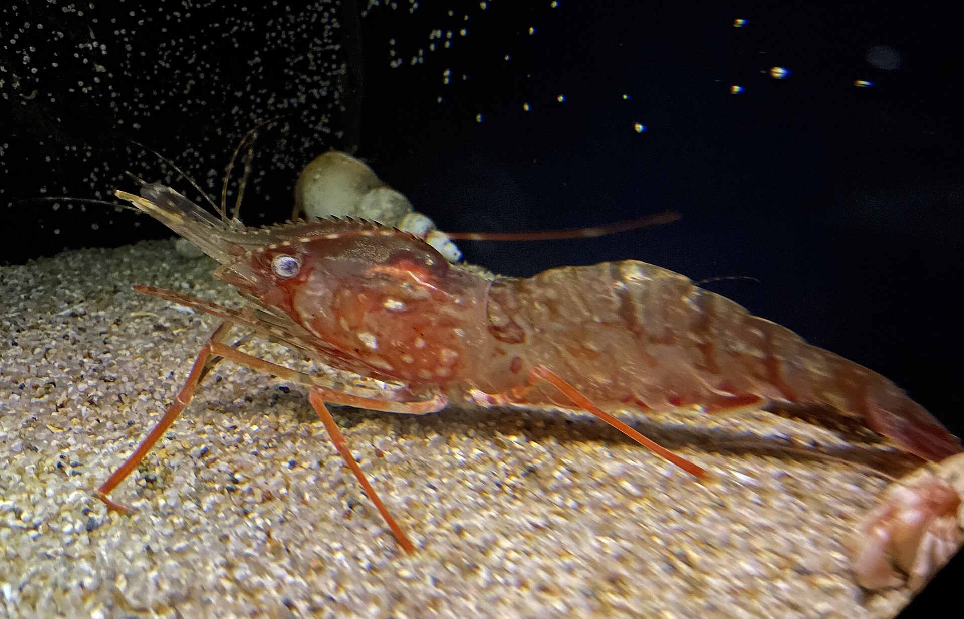 Cold-water shrimp