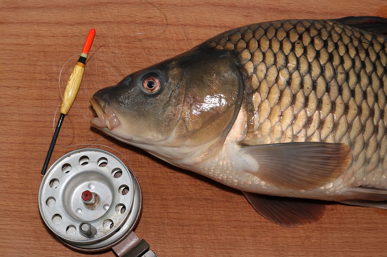 Common carp