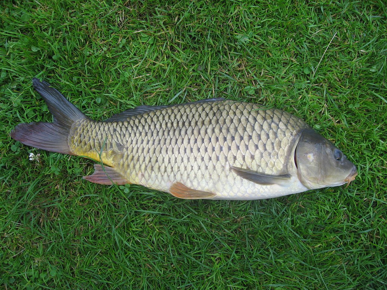 Common carp