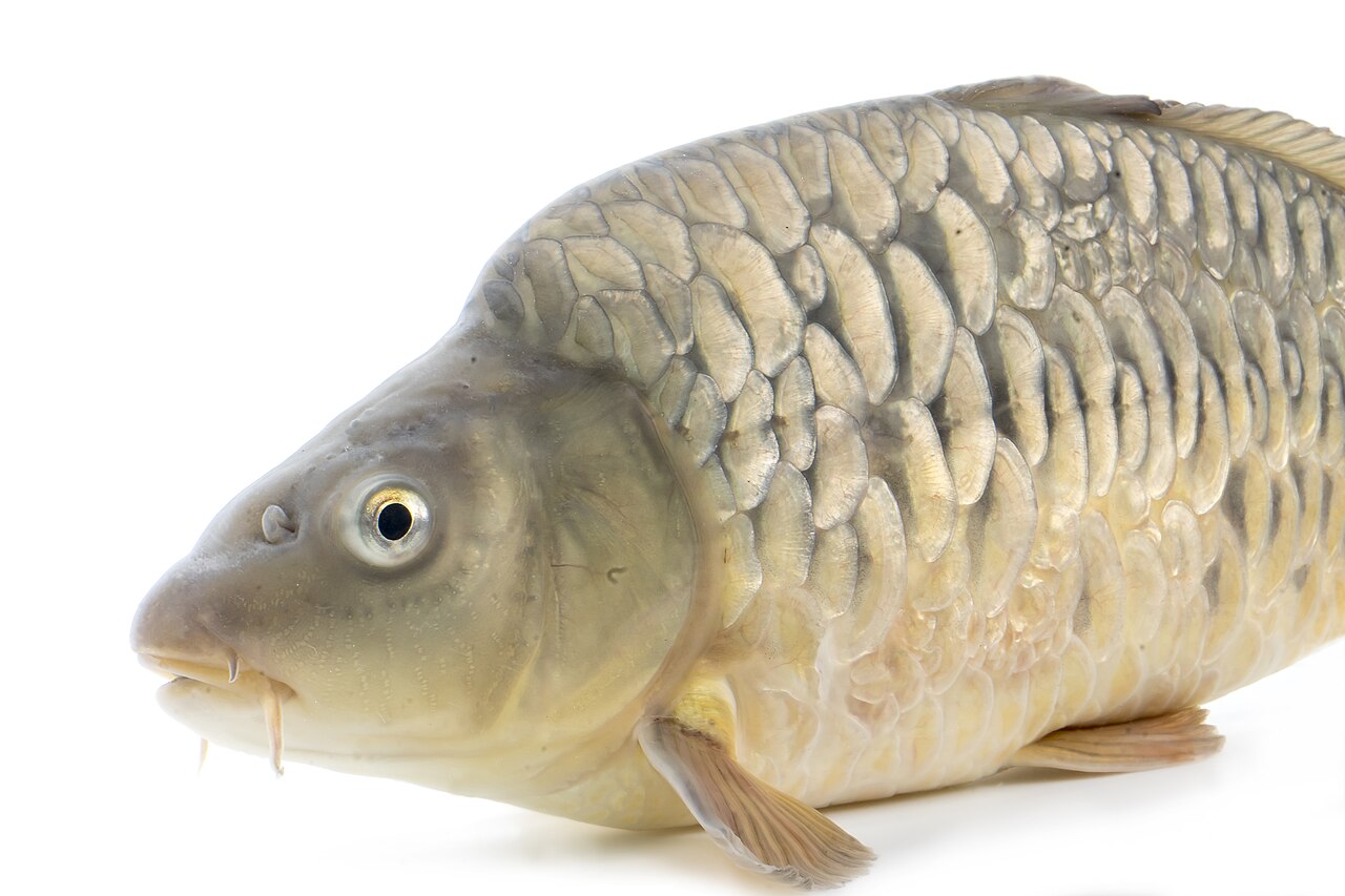 Common carp