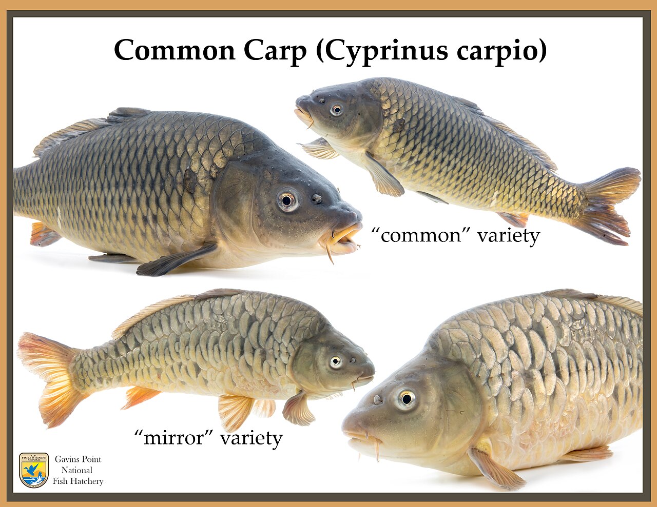 Common carp