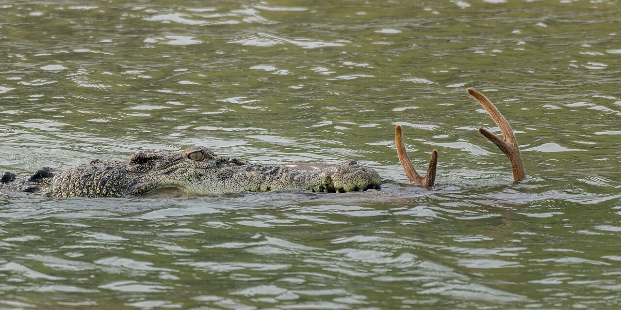 Crocodile