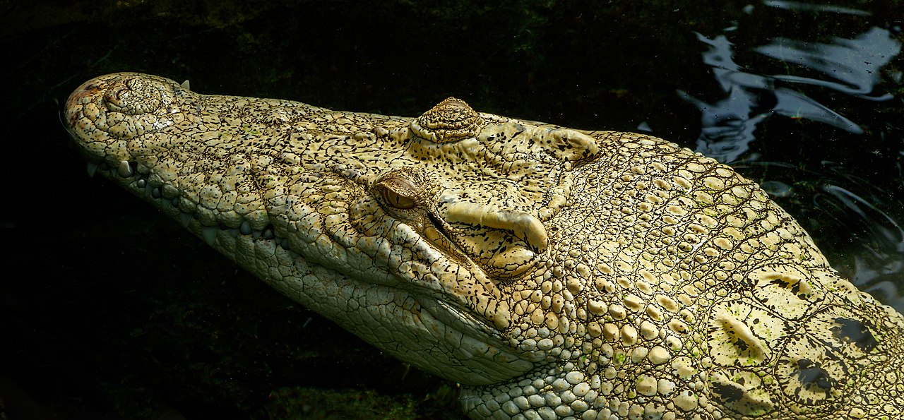 Crocodile