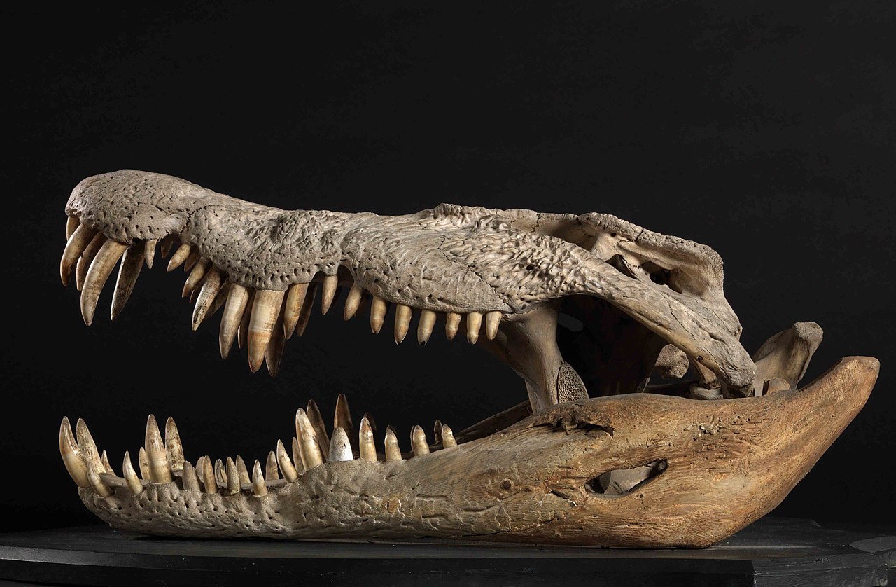 Crocodile
