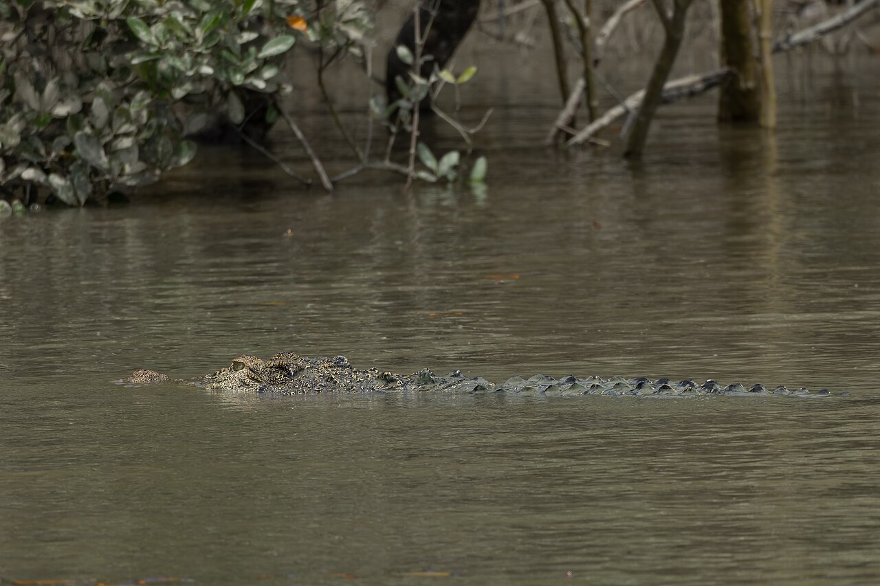 Crocodile