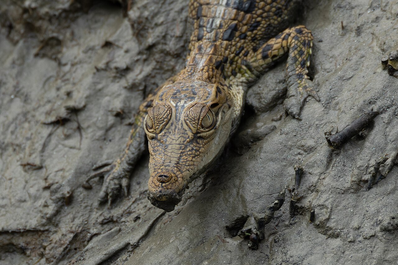 Crocodile