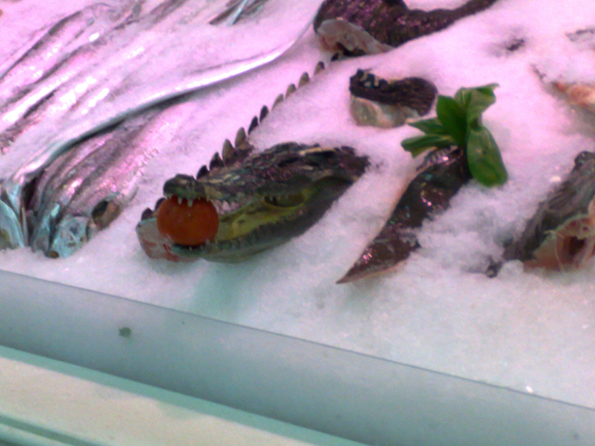 Crocodilians