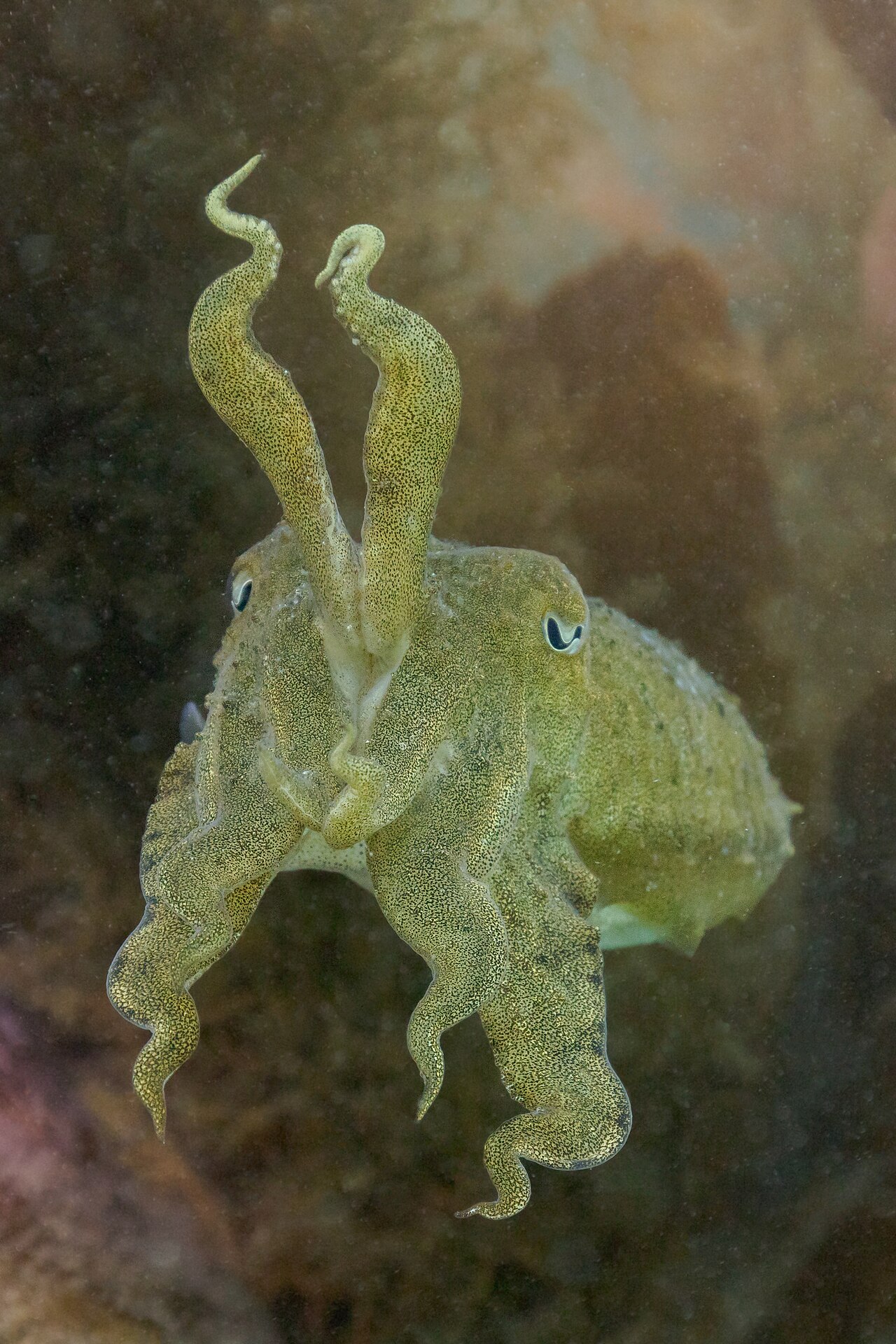 Cuttlefish