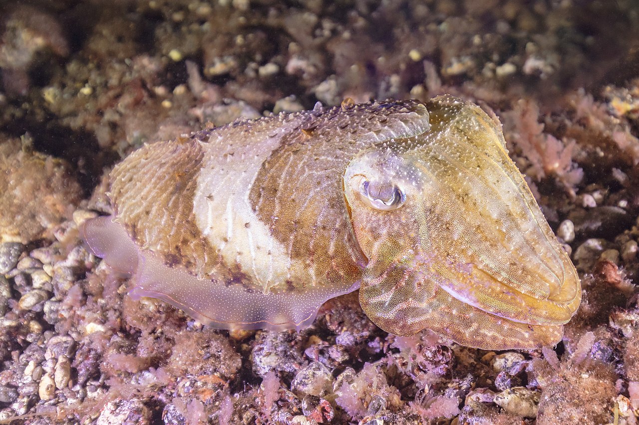 Cuttlefish