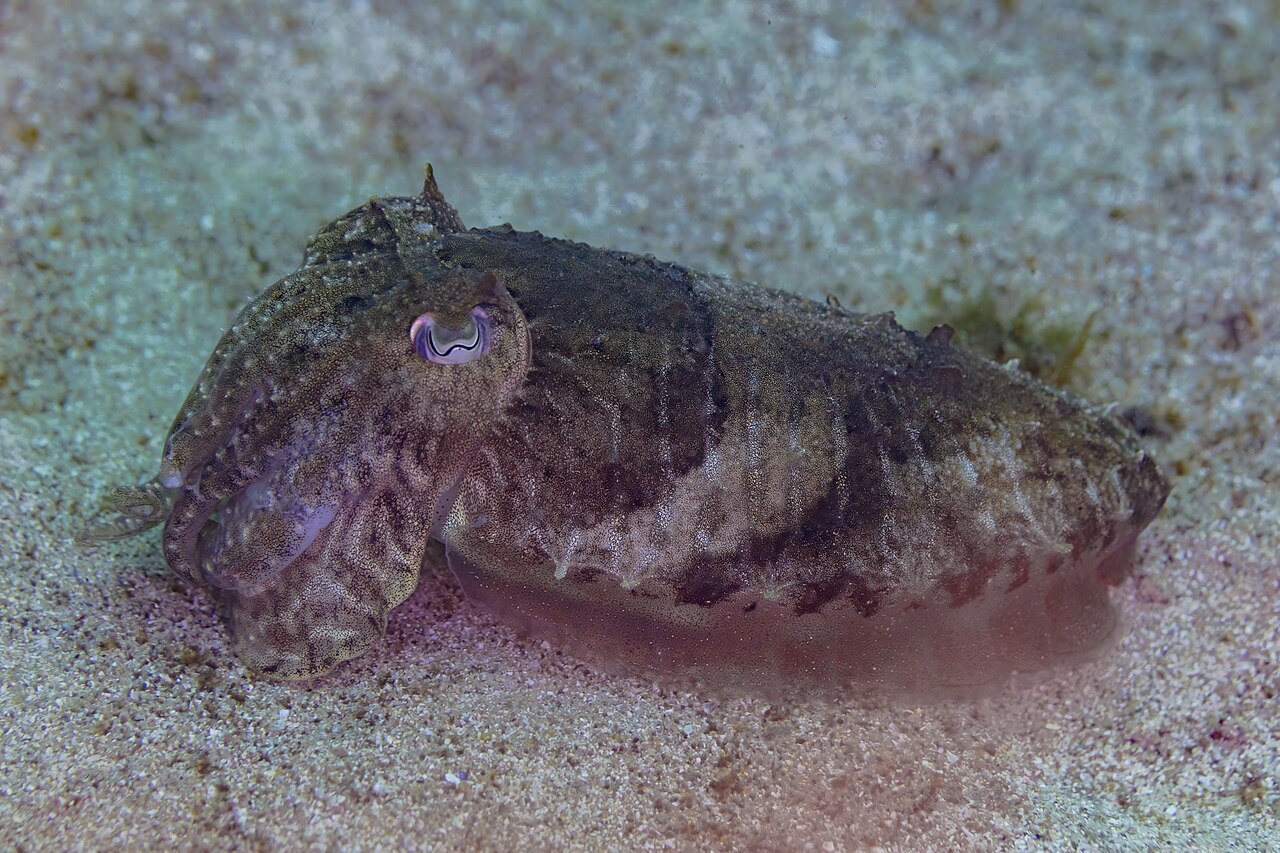 Cuttlefish