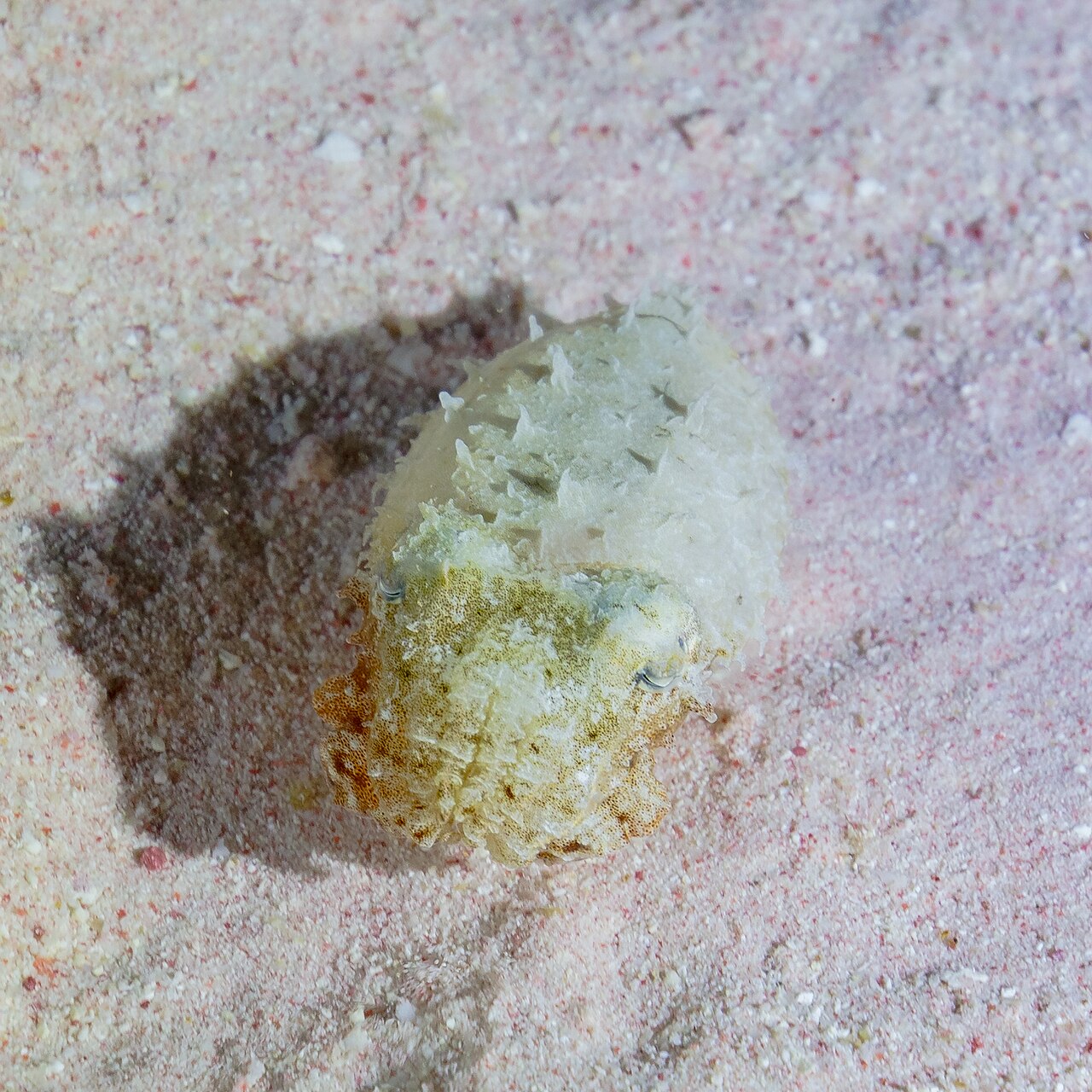 Cuttlefish