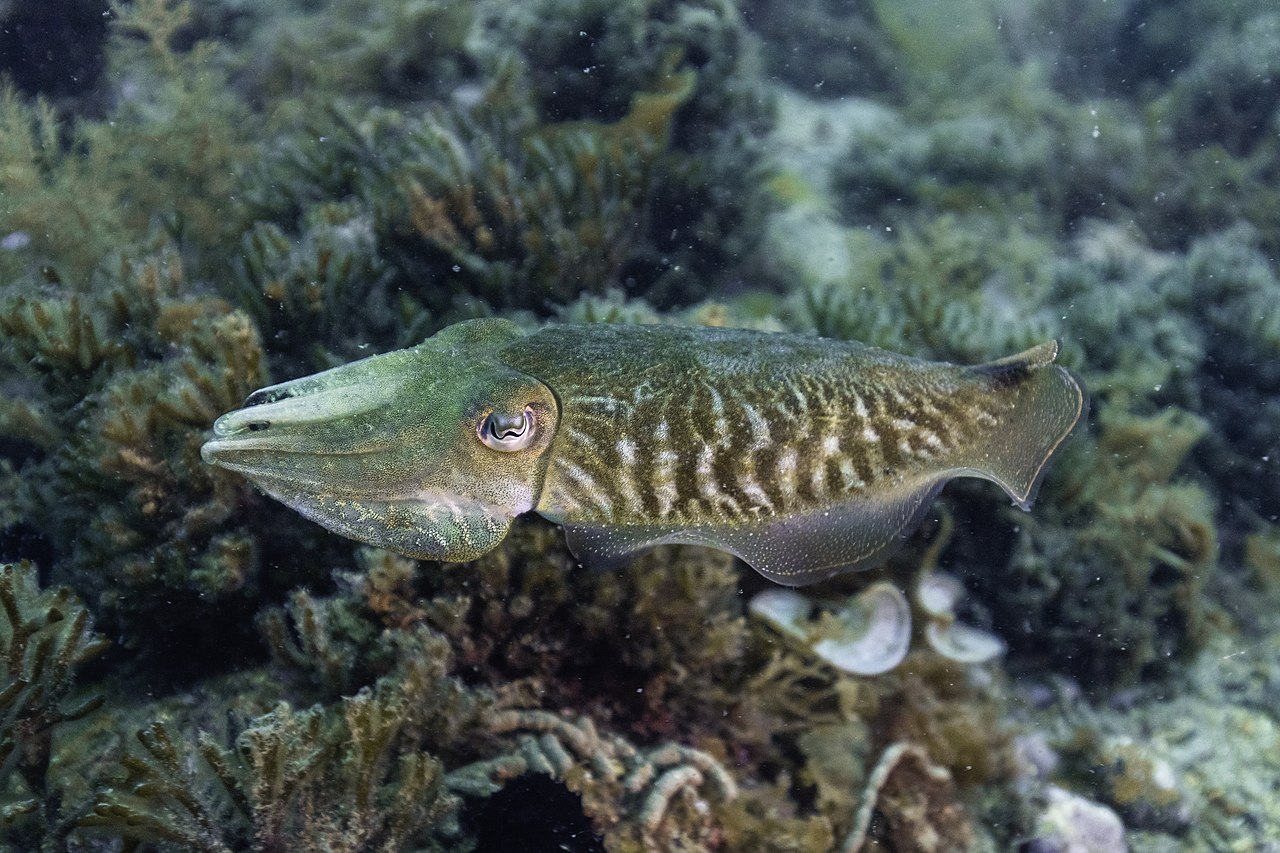 Cuttlefish
