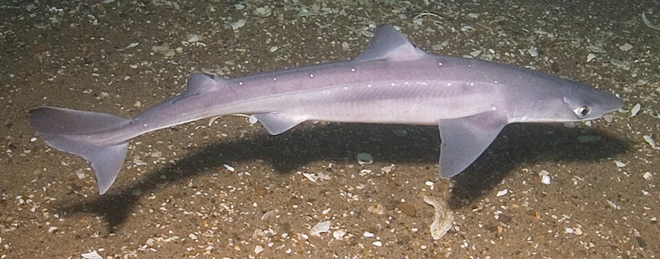 Dogfish