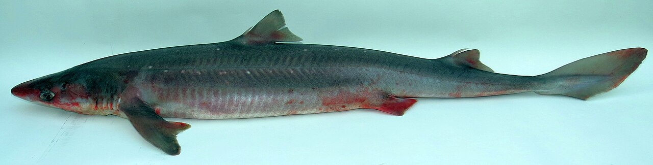 Cartilaginous Fish