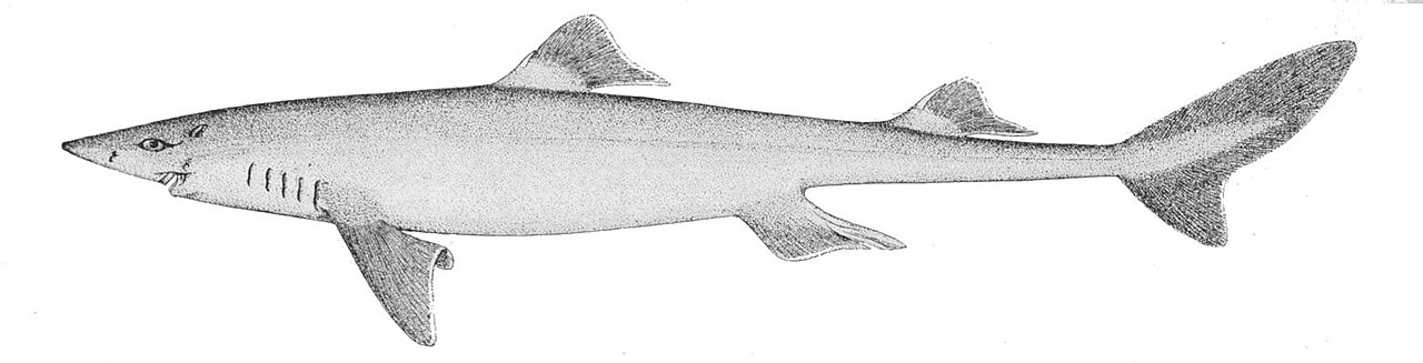 Dogfish