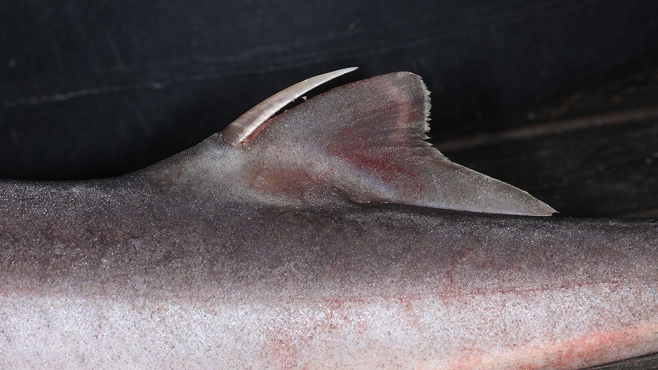 Dogfish