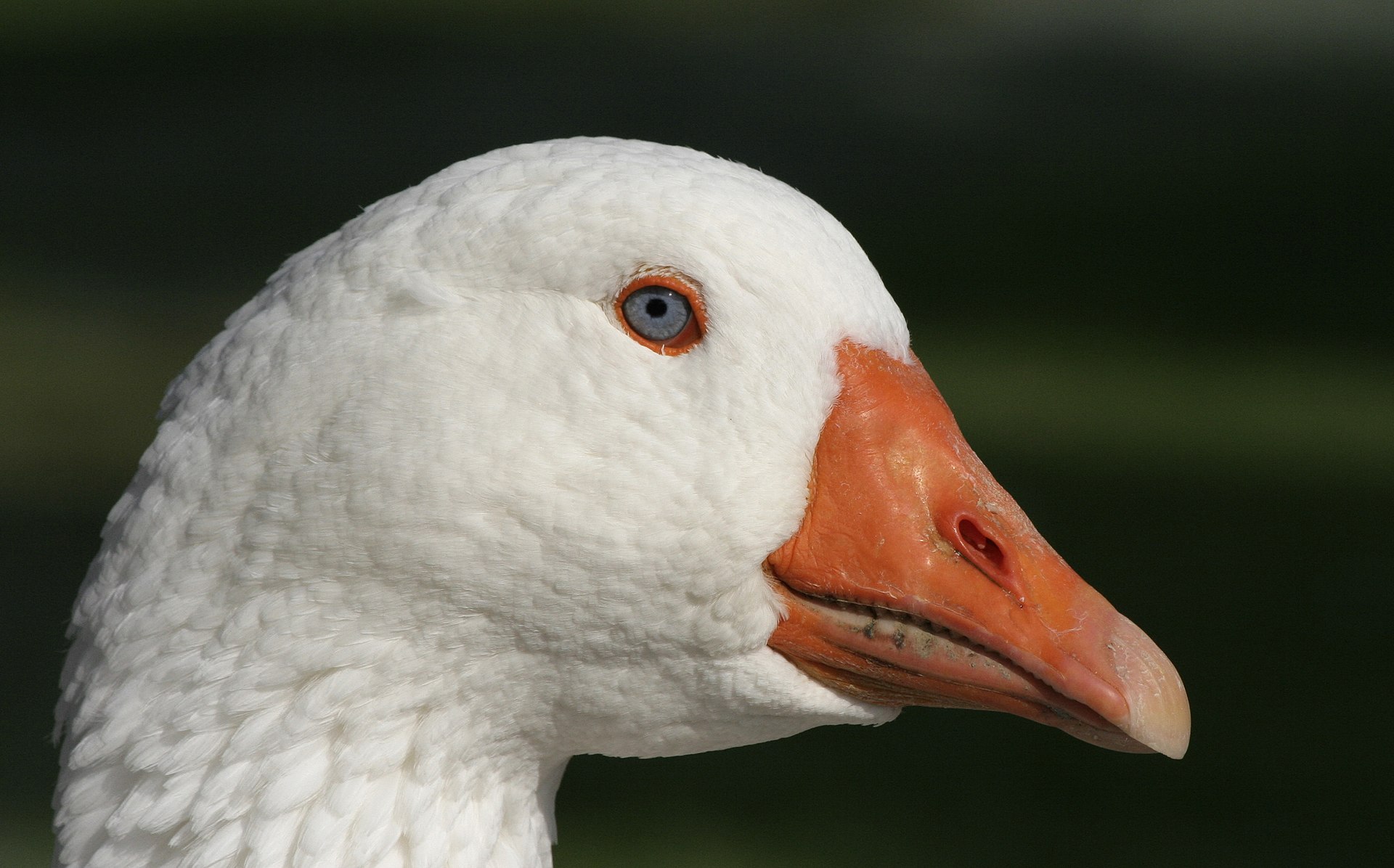 Domestic goose
