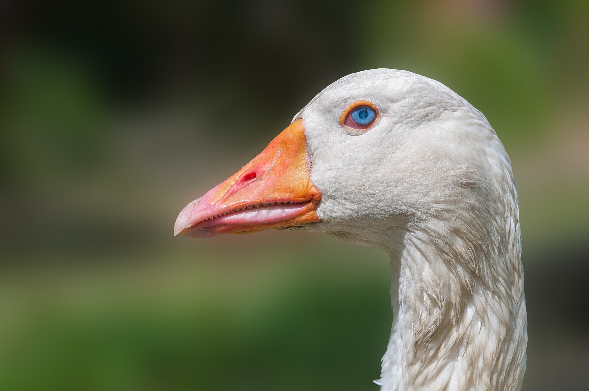 Domestic goose