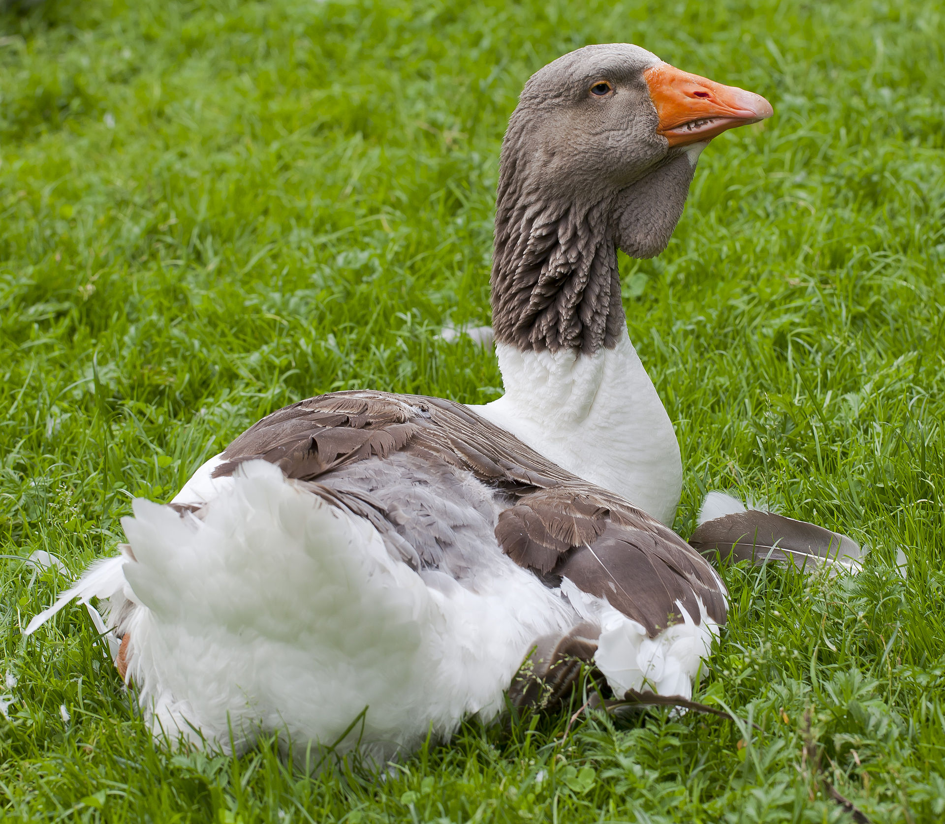 Domestic goose