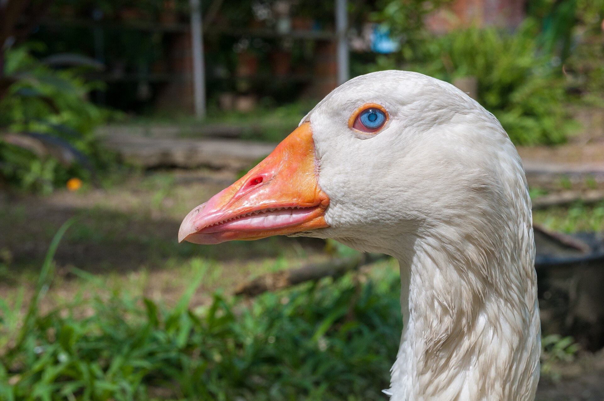 Domestic goose