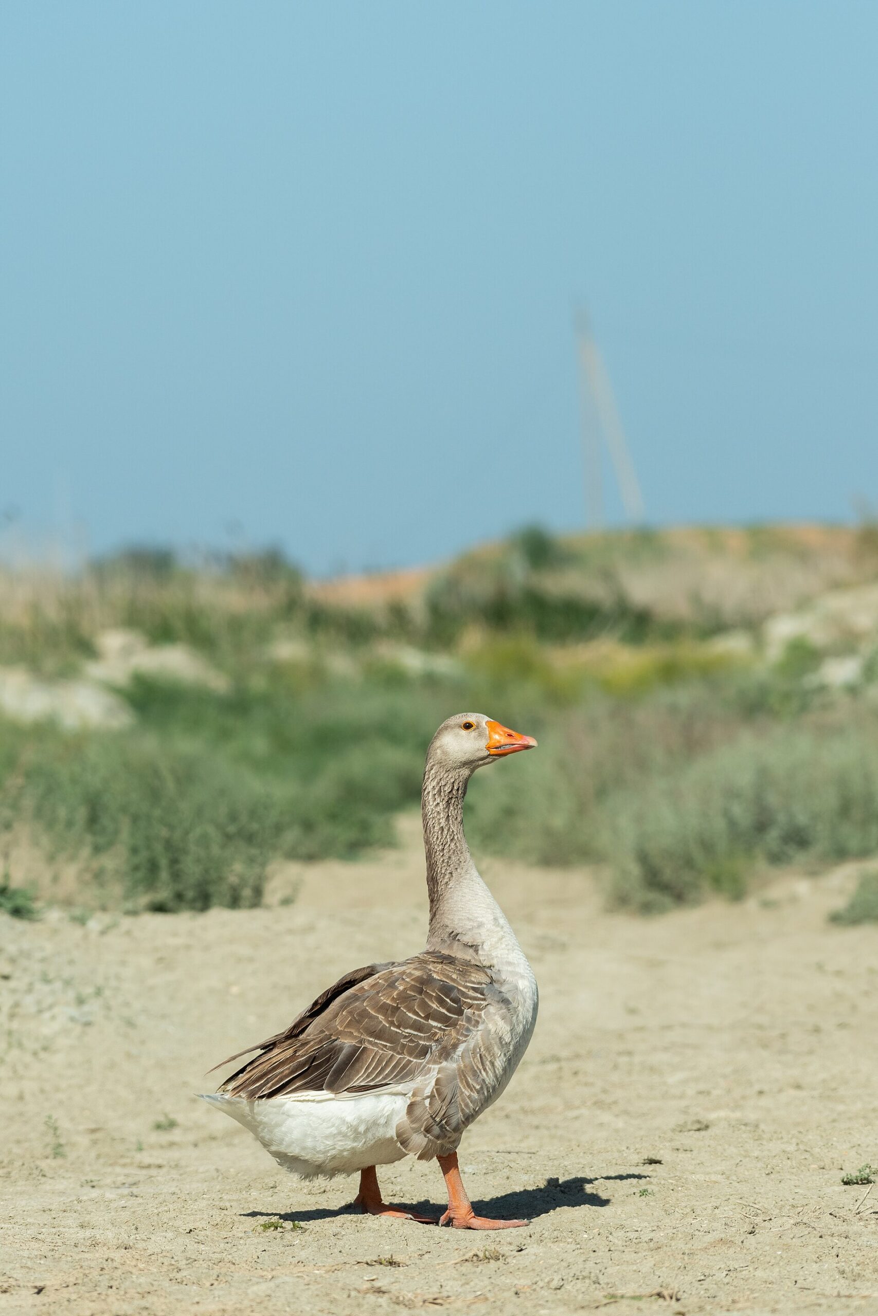Domestic goose
