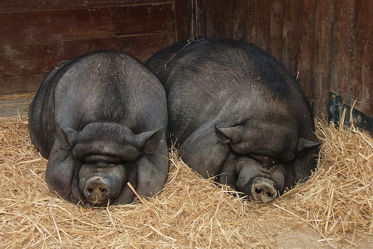 Domestic pig