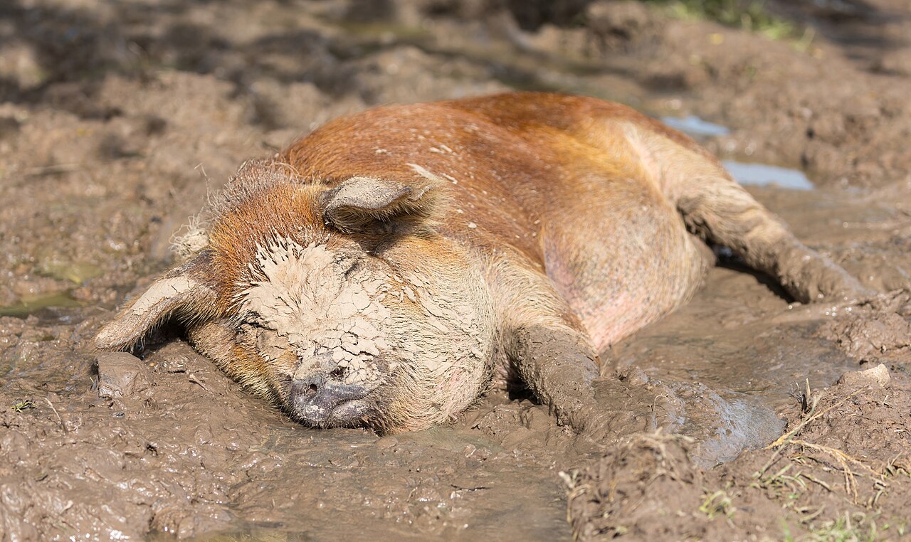 Domestic pig