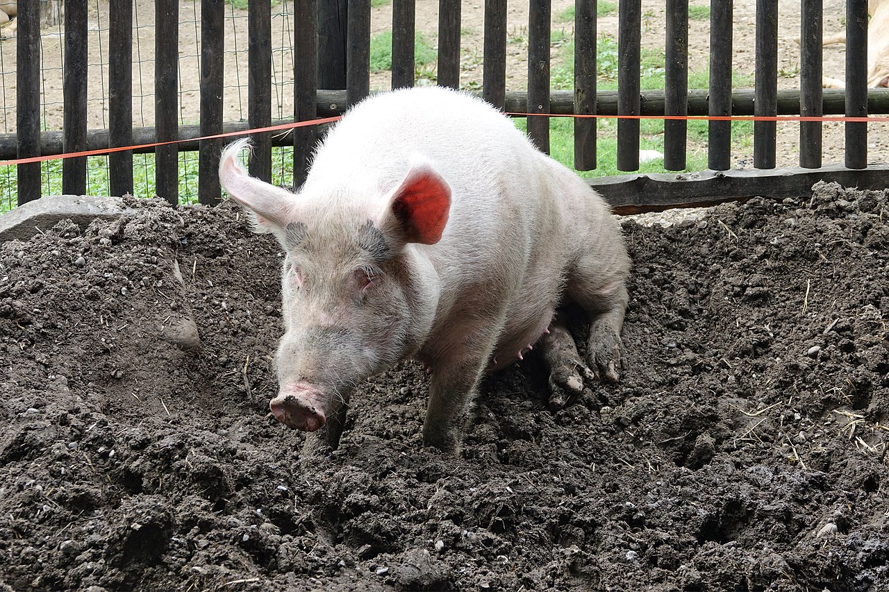 Domestic pig