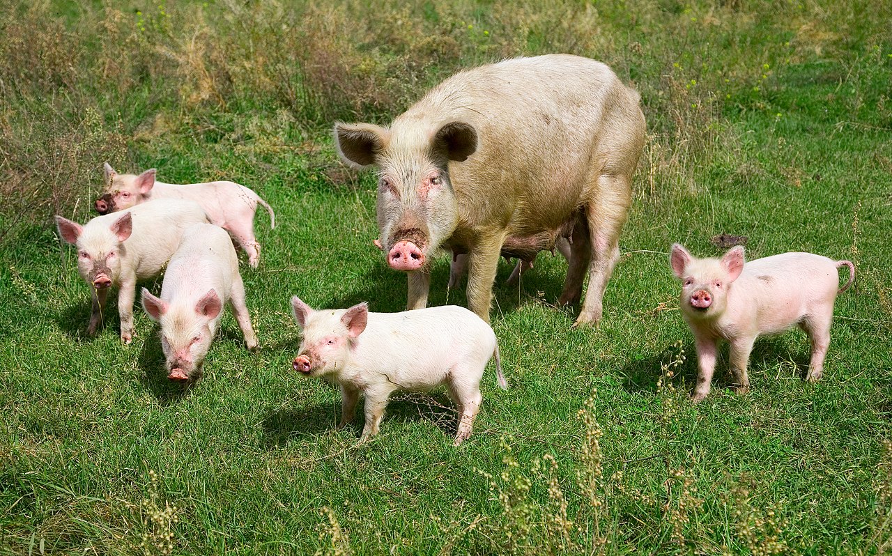 Domestic pig