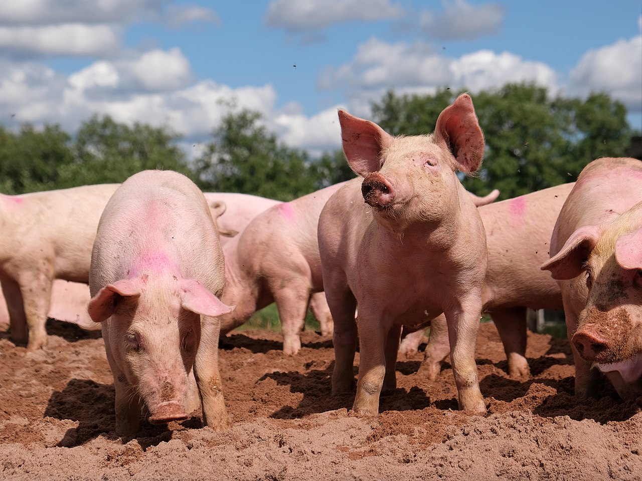 Domestic pig