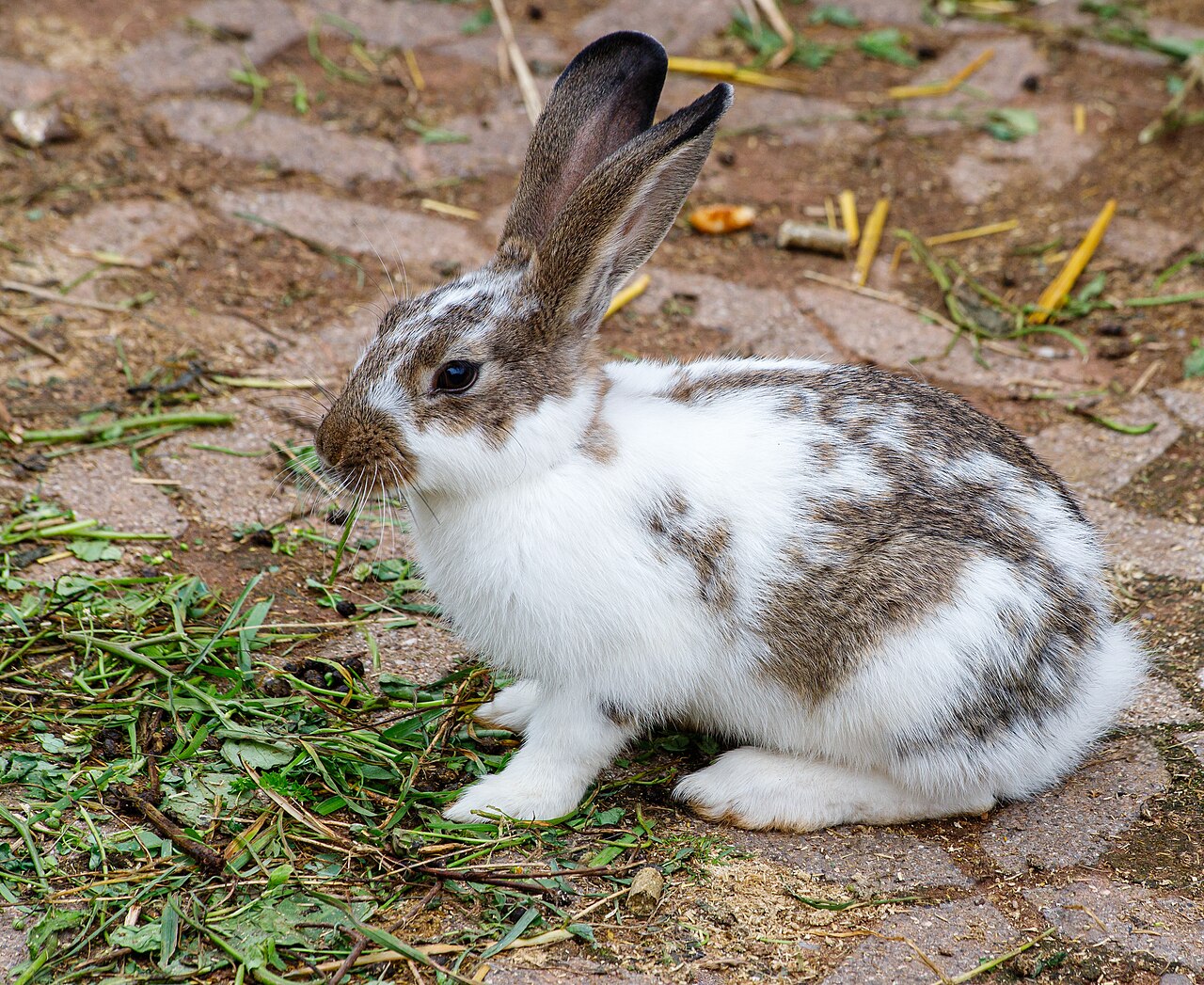 Domestic rabbit