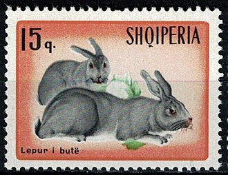 Domestic rabbit