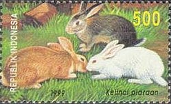 Domestic rabbit