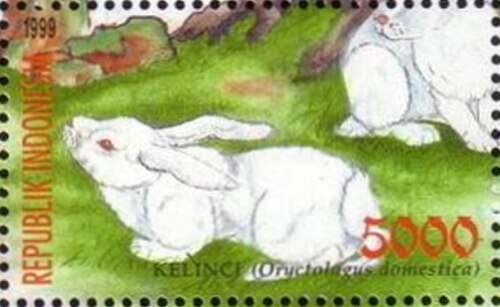 Domestic rabbit