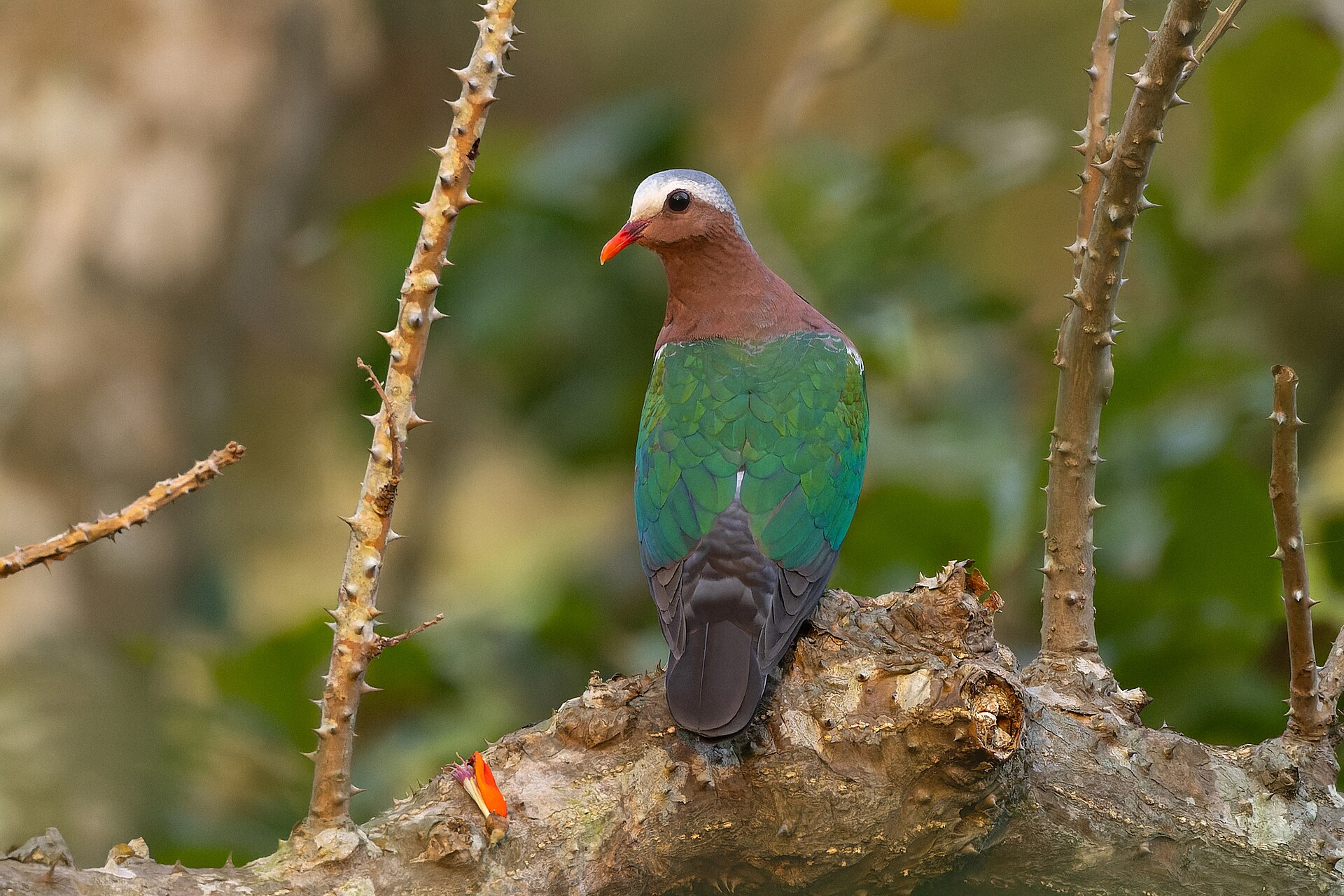 Dove