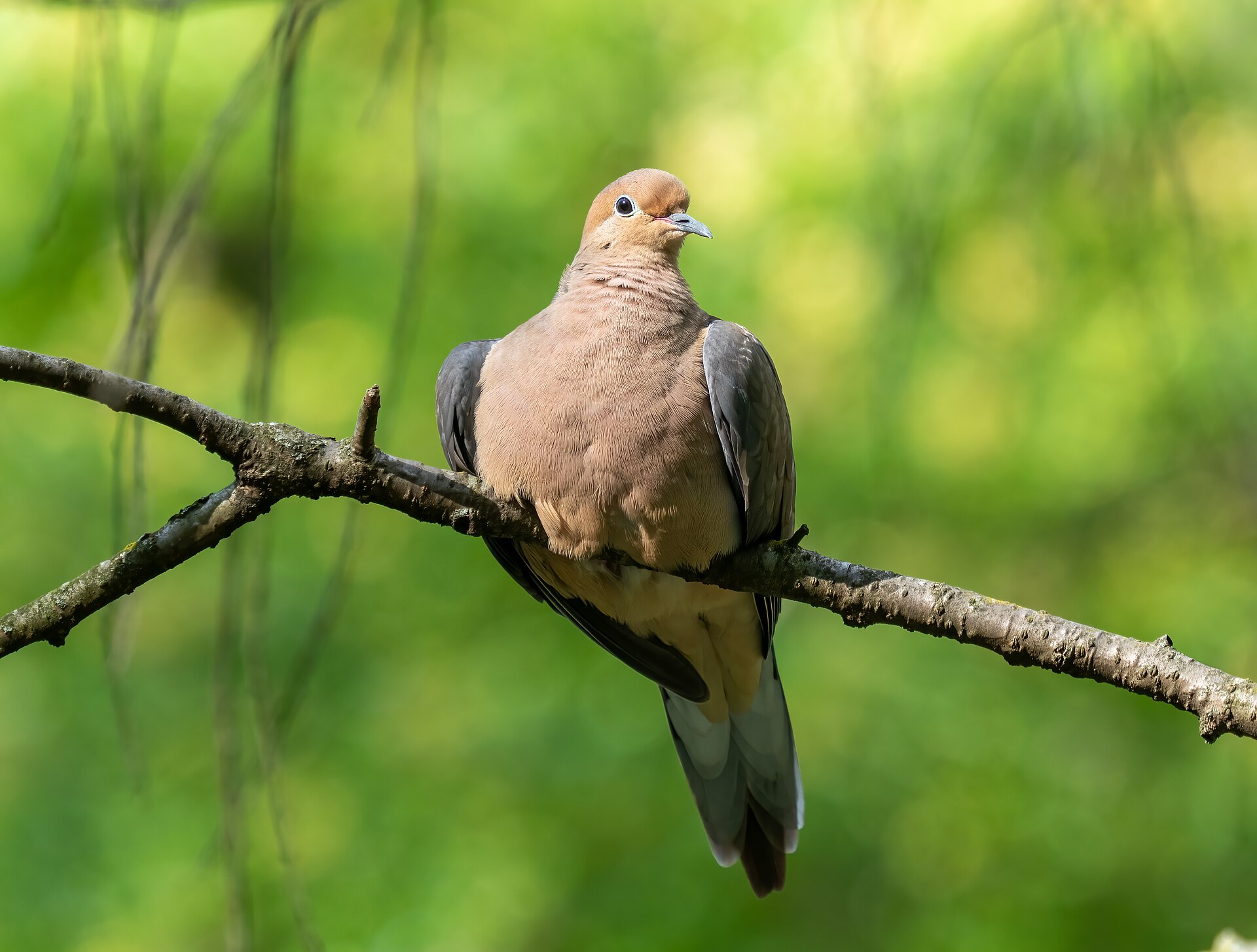 Dove