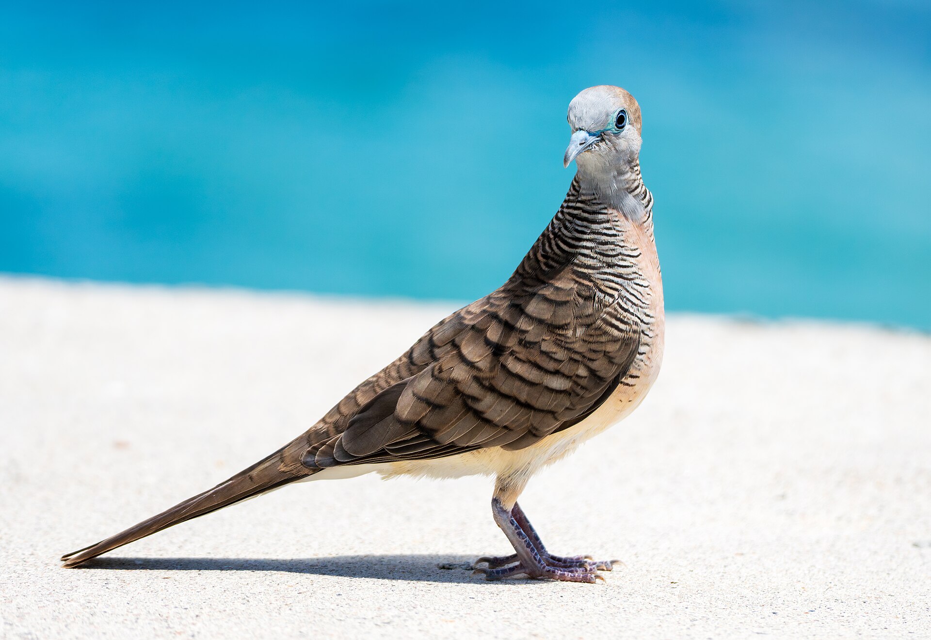 Dove
